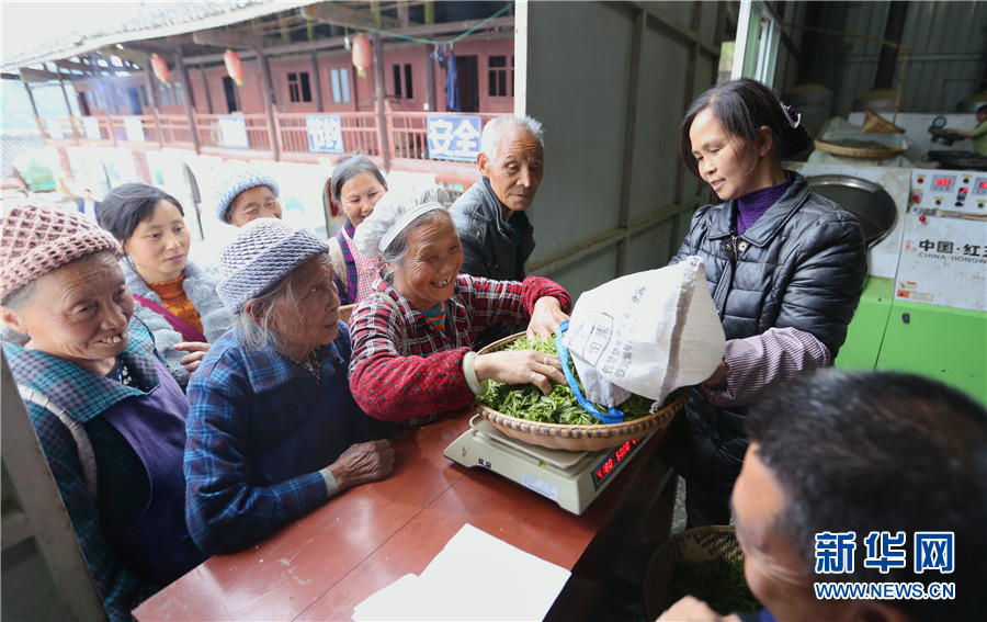 貴州石阡：苔茶源地忙採茶