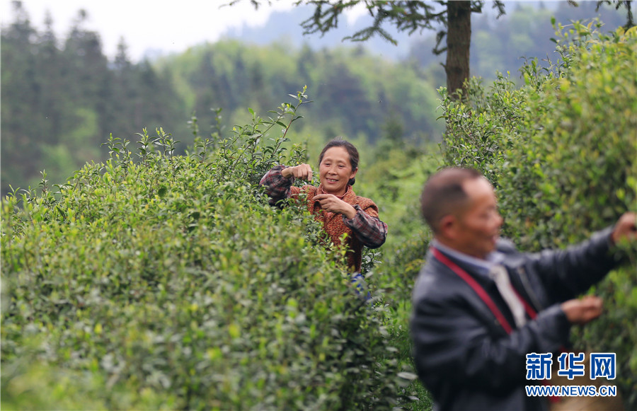 貴州石阡：苔茶源地忙採茶