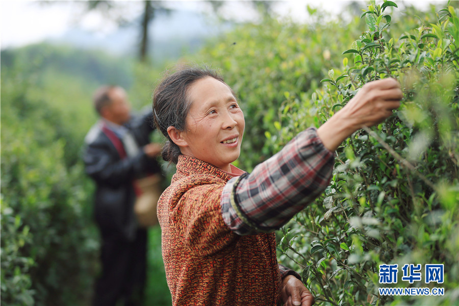 貴州石阡：苔茶源地忙採茶