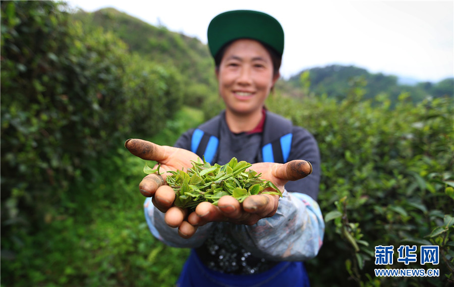 貴州石阡：苔茶源地忙採茶