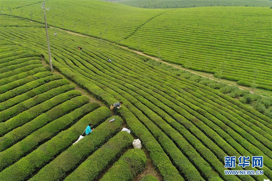 貴州：茶海風光