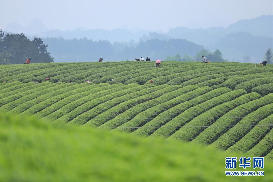 貴州：茶海風光