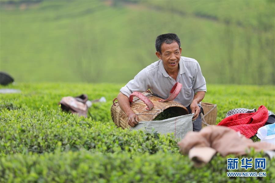 貴州：茶海風光