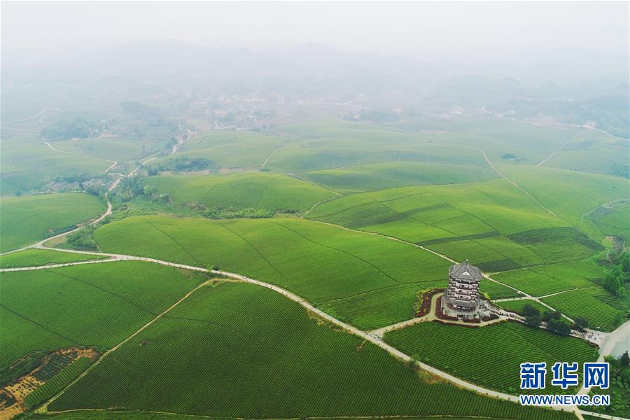 貴州：茶海風光