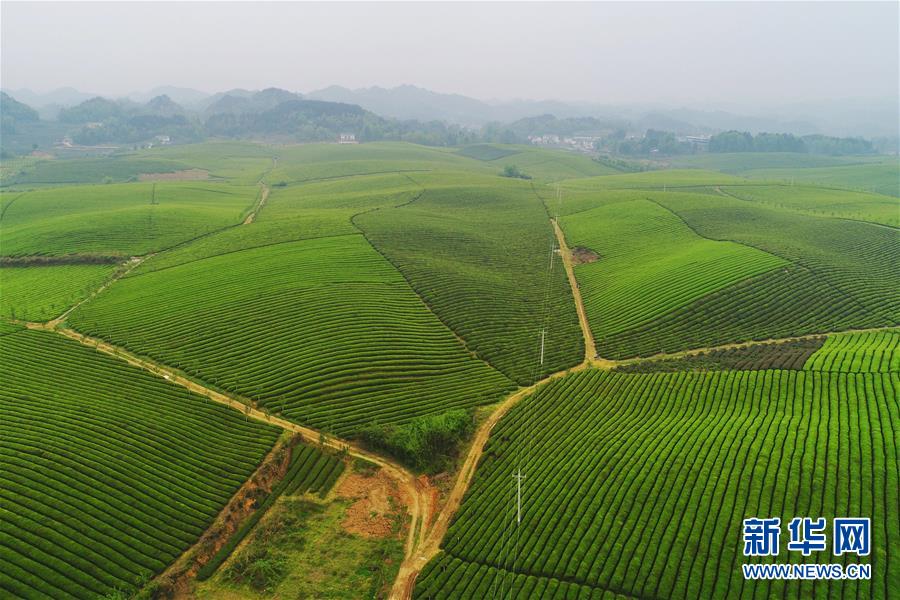 貴州：茶海風光