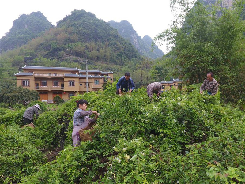 圖片默認標題_fororder_4月11日，在廣西馬山縣古寨瑤族鄉古朗屯，當地農民在採摘金銀花。