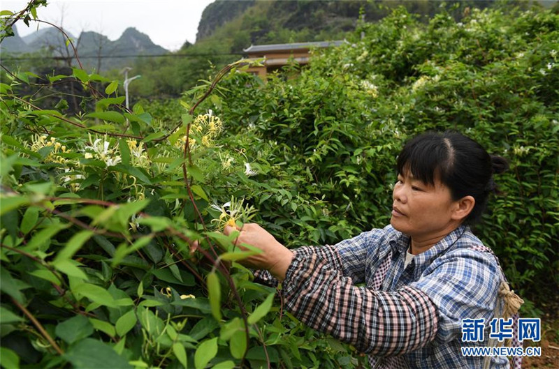 圖片默認標題_fororder_4月11日，在廣西馬山縣古寨瑤族鄉古朗屯，當地農民在採摘金銀花。1