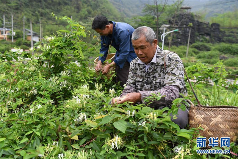 圖片默認標題_fororder_4月11日，在廣西馬山縣古寨瑤族鄉古朗屯，當地農民在採摘金銀花。2