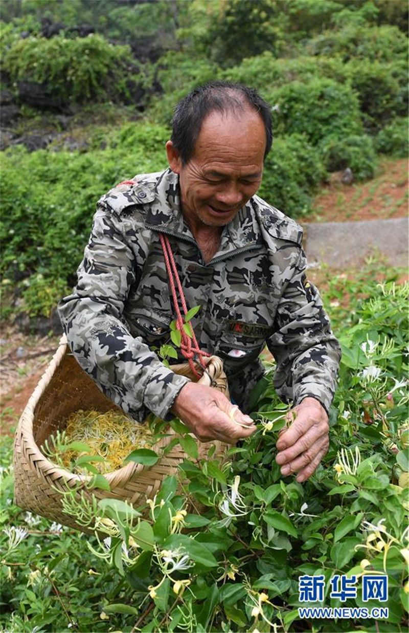 圖片默認標題_fororder_4月11日，在廣西馬山縣古寨瑤族鄉古朗屯，當地農民在採摘金銀花。3