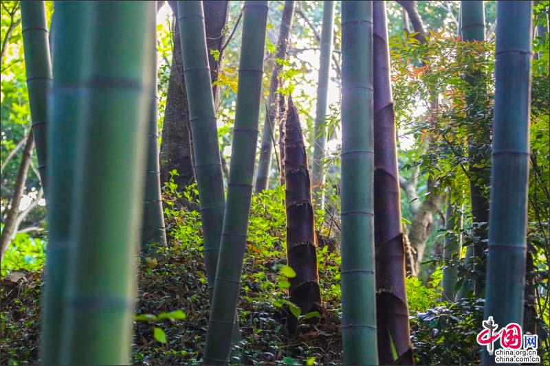 峨眉山竹筍，生命的別樣美麗可吃可賞可悟