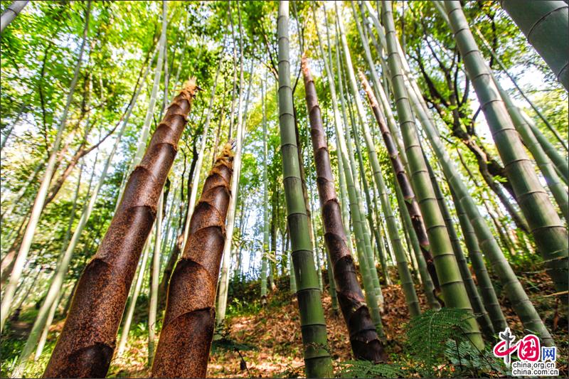 峨眉山竹筍，生命的別樣美麗可吃可賞可悟