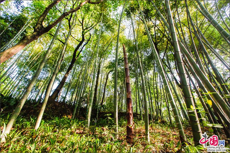 峨眉山竹筍，生命的別樣美麗可吃可賞可悟