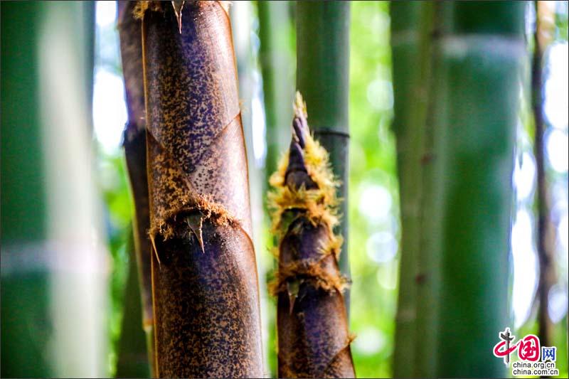 峨眉山竹筍，生命的別樣美麗可吃可賞可悟