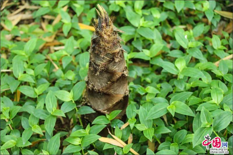 峨眉山竹筍，生命的別樣美麗可吃可賞可悟