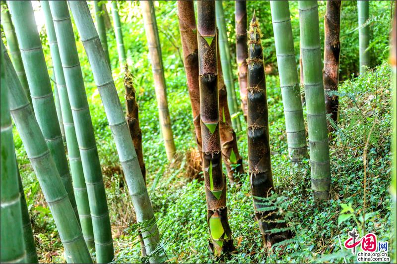 峨眉山竹筍，生命的別樣美麗可吃可賞可悟