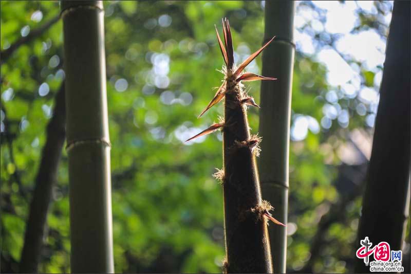 峨眉山竹筍，生命的別樣美麗可吃可賞可悟