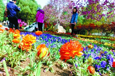 北京香山迎來山花最佳觀賞期