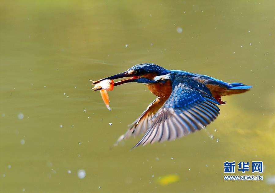 福建：翠鳥捕魚