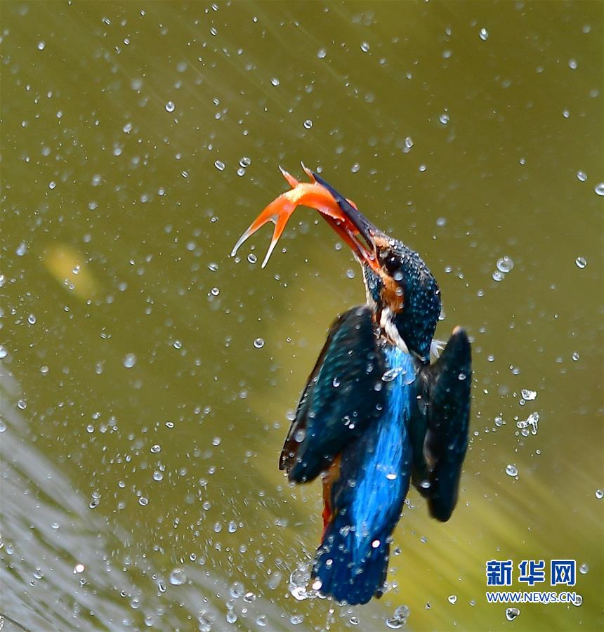 福建：翠鳥捕魚