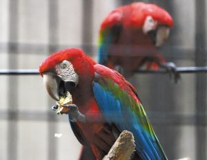 動物園小萌寵“駕到” “非洲精靈”站立看人(圖)