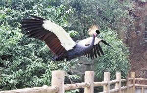 動物園小萌寵“駕到” “非洲精靈”站立看人(圖)