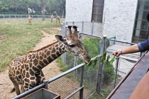 動物園小萌寵“駕到” “非洲精靈”站立看人(圖)