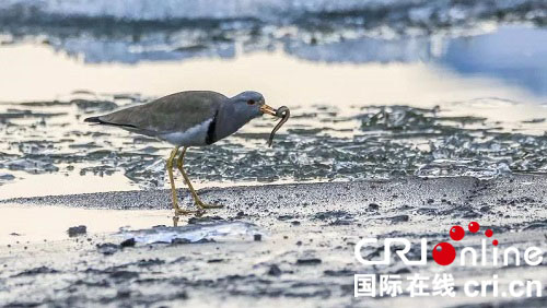 【黑龍江】【供稿】【大美龍江】松花江鳥類：“開江魚”大餐開餐