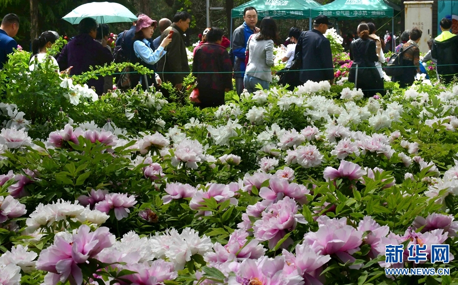 洛陽：牡丹花開人為景