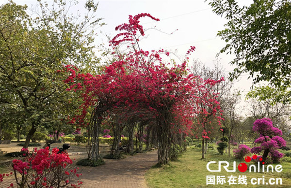 【唐已審】【原創】【旅遊文體】【移動端】【南寧】壯美“三月三”  武鳴“花花大世界”多姿多彩