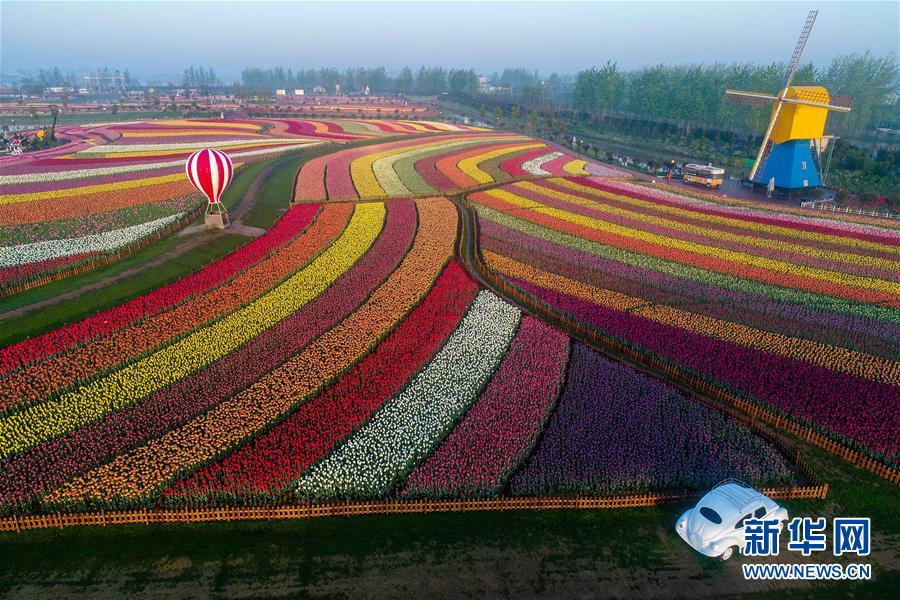 江蘇鬱金香花開引客來