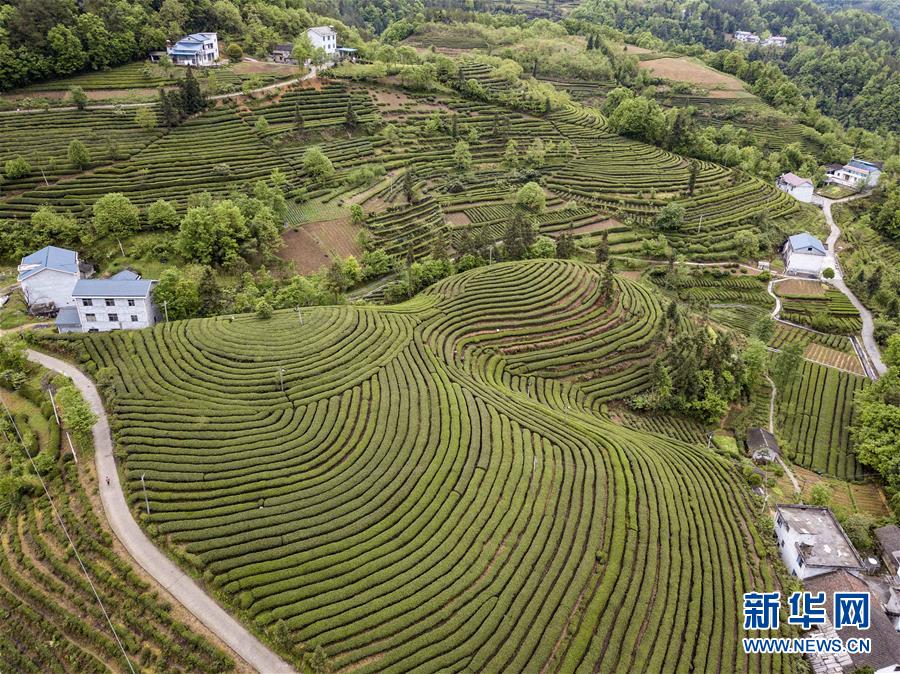 湖北五峰：茶鄉生態美