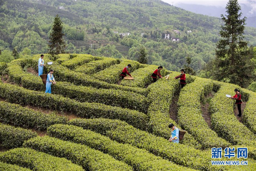 湖北五峰：茶鄉生態美