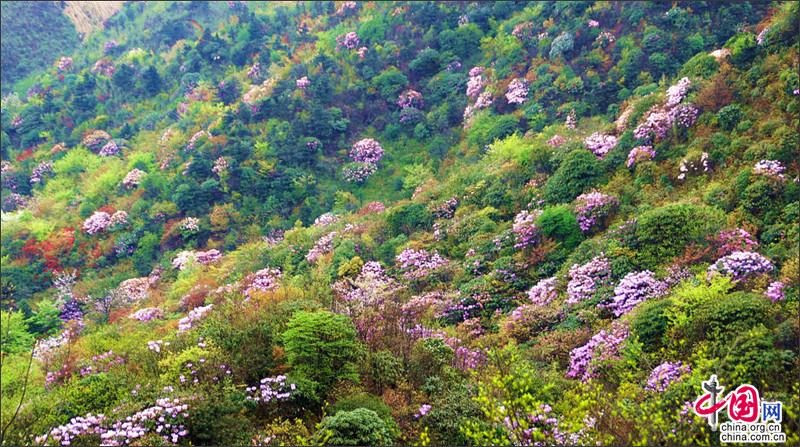 湖南南山國家公園十萬稀有大鐘杜鵑競相綻放