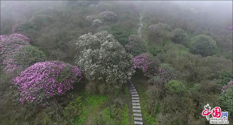 湖南南山國家公園十萬稀有大鐘杜鵑競相綻放