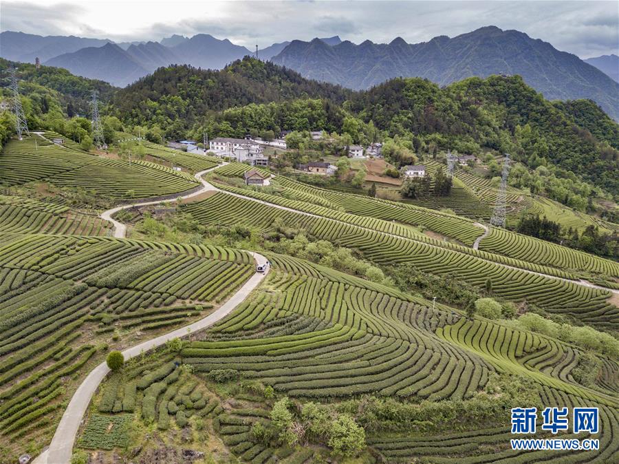 【大美荊楚·靈秀湖北】【宜昌】【焦點圖】【移動版 輪播圖】湖北五峰：茶鄉生態美