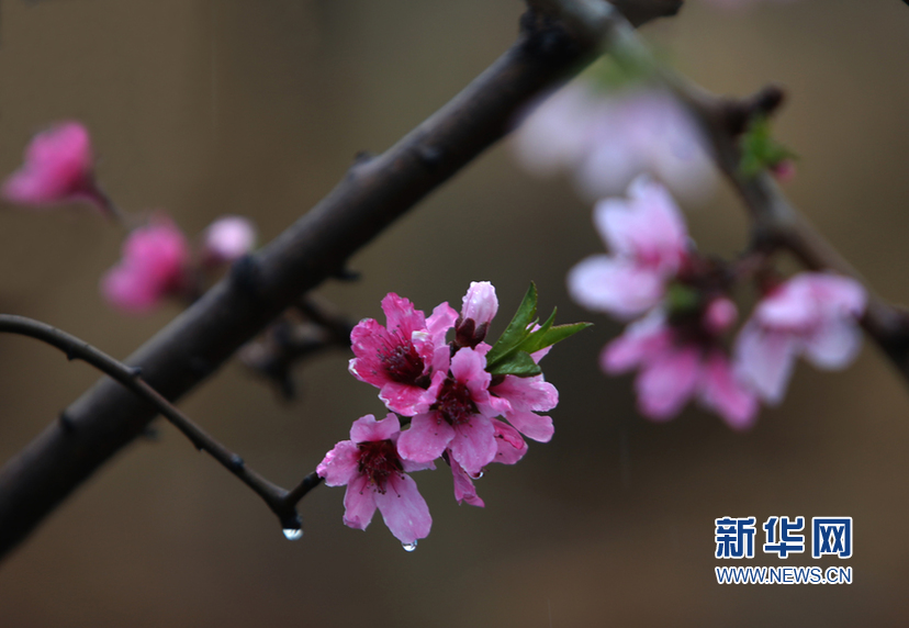 天津：春雨潤桃花