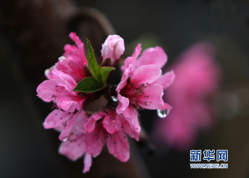 天津：春雨潤桃花