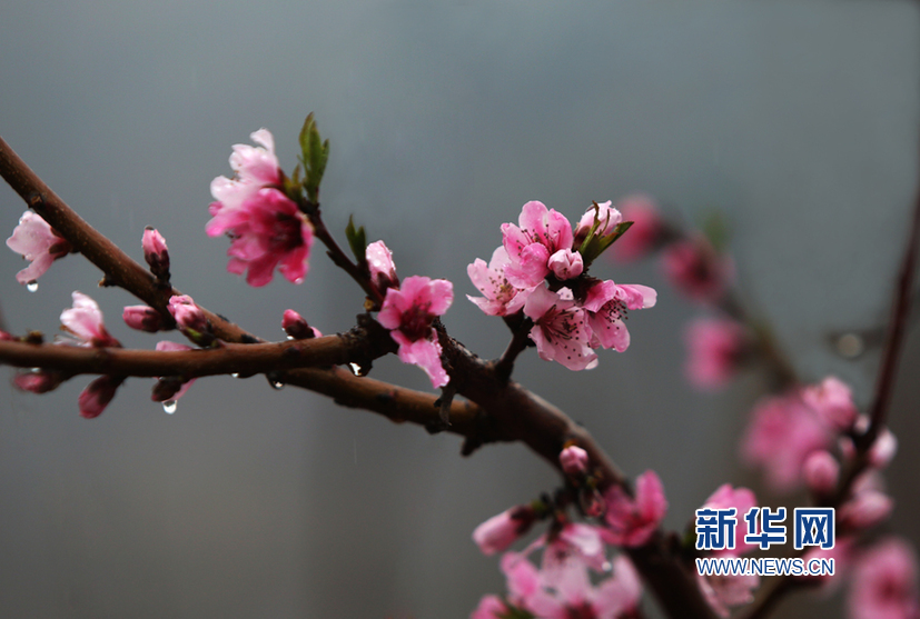 天津：春雨潤桃花