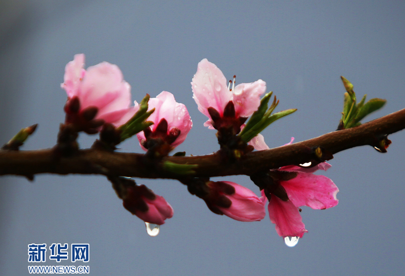 天津：春雨潤桃花