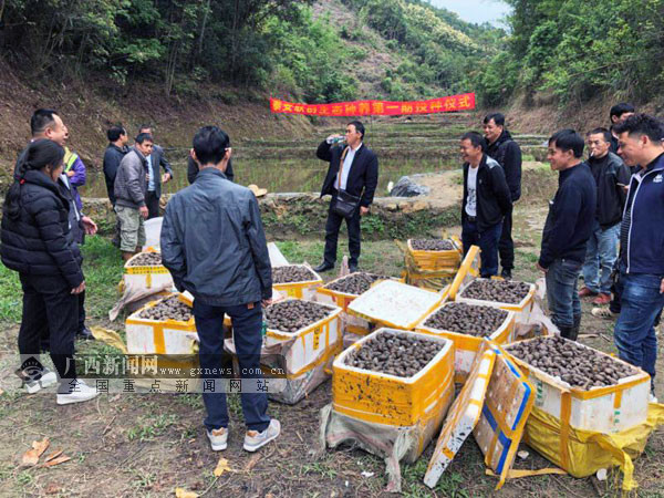 [焦點圖、八桂大地梧州、移動端]梧州市思扶村探索稻田綜合種養 壯大村級集體經濟