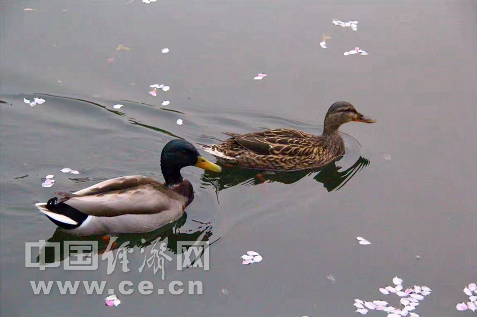 花開似錦 春遊元大都“海棠花溪”