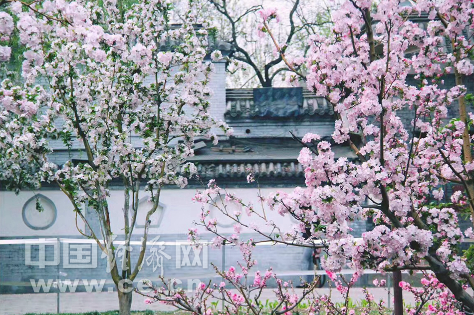 花開似錦 春遊元大都“海棠花溪”