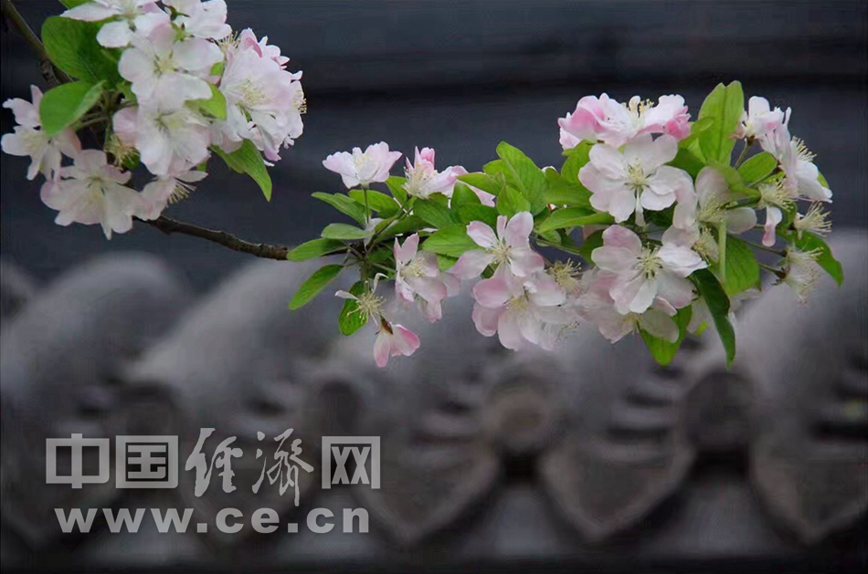 花開似錦 春遊元大都“海棠花溪”