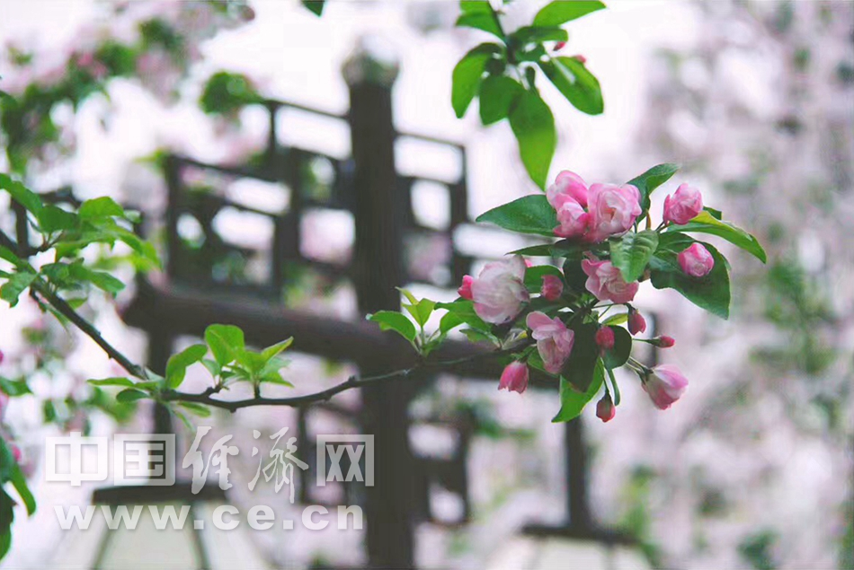 花開似錦 春遊元大都“海棠花溪”