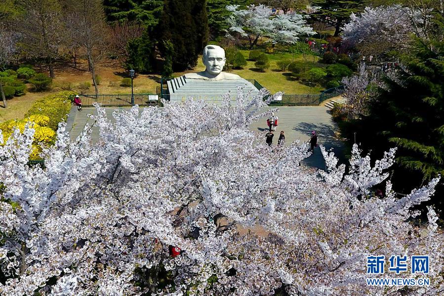 青島賞花會啟幕