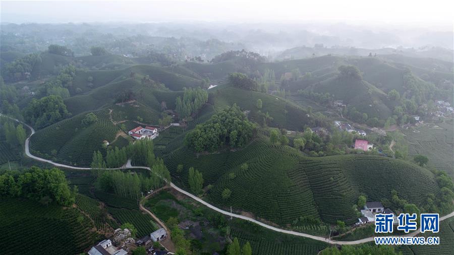 河南信陽：茶山春色