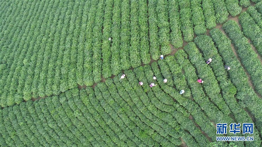 河南信陽：茶山春色