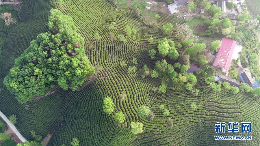 河南信陽：茶山春色