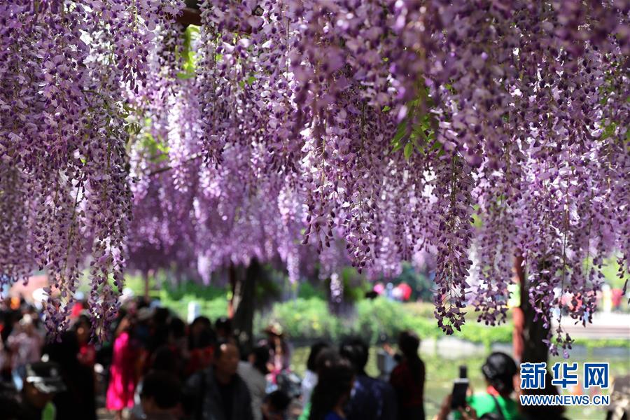 上海：紫藤花開