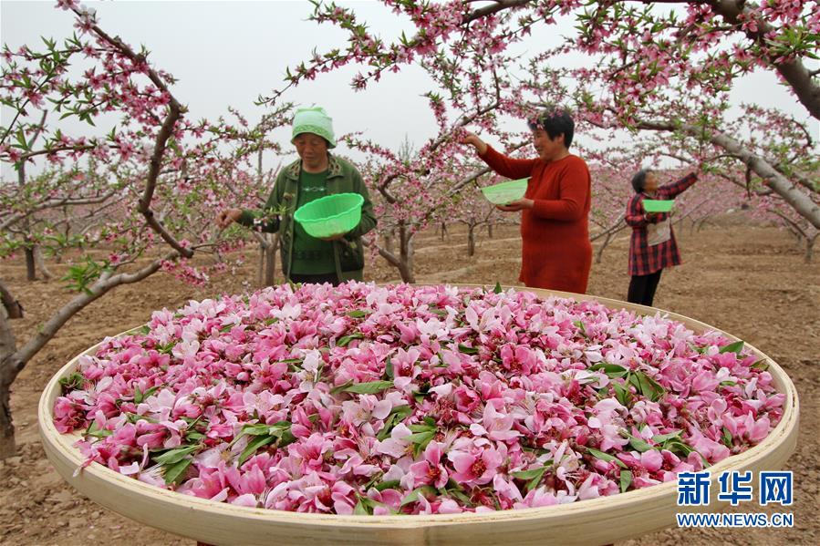 河北魏縣：“桃花經濟”助力精準扶貧